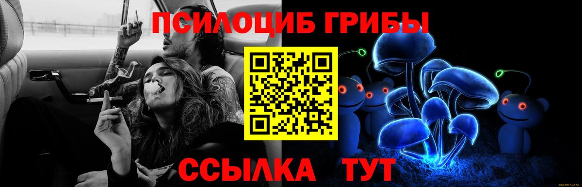 наркотики  Тосно  Псилоцибиновые грибы Psilocybine cubensis 